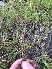 Austrostipa scabra falcata