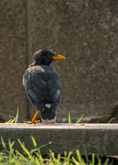 Acridotheres grandis