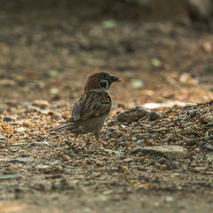 Passer montanus malaccensis