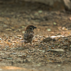 Passer montanus malaccensis