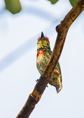 Psilopogon haemacephalus indicus