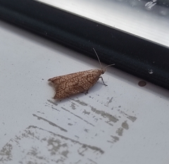 Acleris rhombana