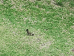 Pycnonotus nigricans