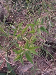 Croton bonplandianus