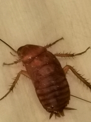 Periplaneta americana