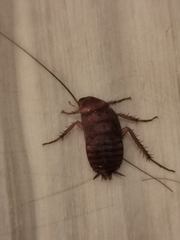 Periplaneta americana
