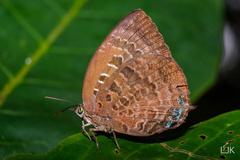 Arhopala centaurus