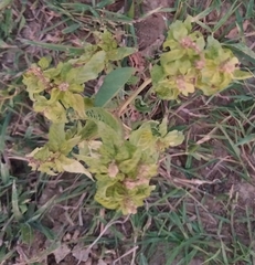 Croton bonplandianus
