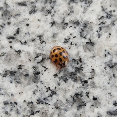 Harmonia axyridis