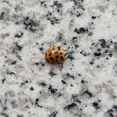 Harmonia axyridis