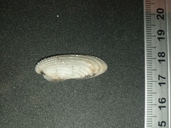 Pholas chiloensis