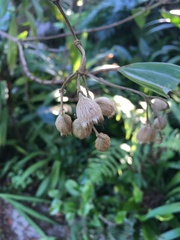 Elaeocarpus reticulatus