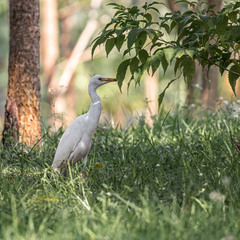 Bubulcus ibis coromandus