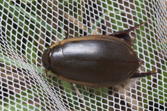 Cybister tripunctatus