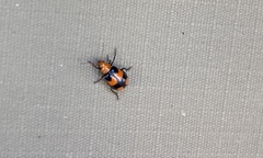 Sonchia sternalis