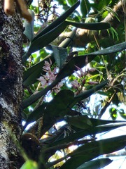 Prosthechea allemanoides