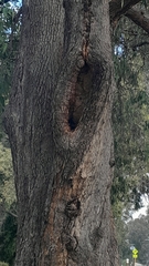 Apis mellifera