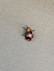 Sonchia sternalis
