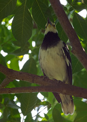 Gracupica nigricollis