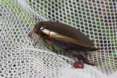 Cybister tripunctatus