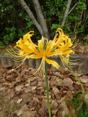 Lycoris aurea