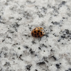 Harmonia axyridis