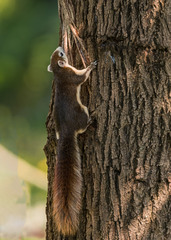 Callosciurus finlaysonii