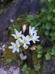 Nothoscordum