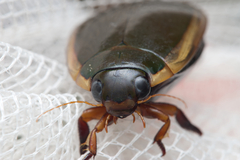 Cybister tripunctatus