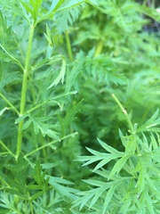 Apiales