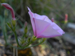 Convolvulus cantabrica