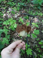 Gyromitra gigas