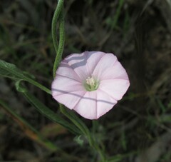 Convolvulus remotus
