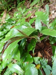 Tectaria harlandii