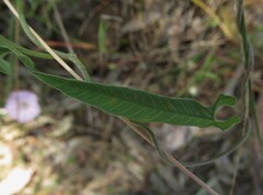 Convolvulus remotus
