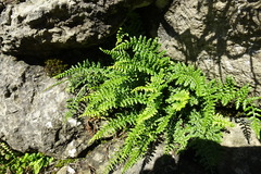 Asplenium fontanum