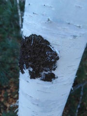 Melanohalea olivacea