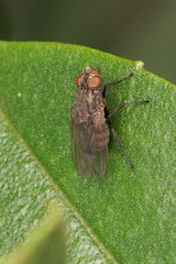 Aphyssura