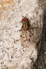 Anthomyia punctipennis