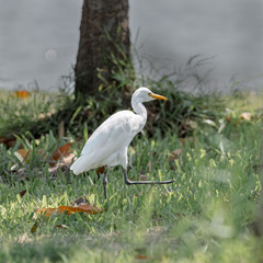 Bubulcus ibis coromandus