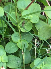 Leucauge dromedaria