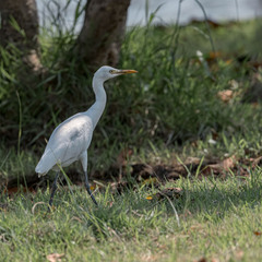 Bubulcus ibis coromandus