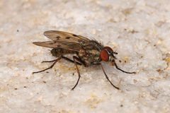 Anthomyia punctipennis