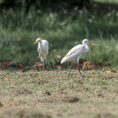 Bubulcus ibis coromandus