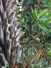 Rhaphiolepis umbellata