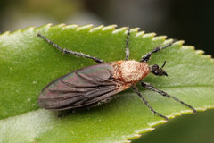Bibio imitator