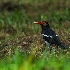 Gracupica floweri