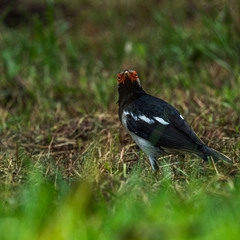 Gracupica floweri