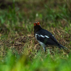 Gracupica floweri