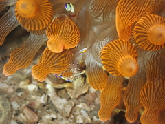 Ancylomenes holthuisi